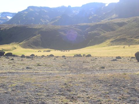 2001 Jeep Wrangler - A herd of horses is visible in a wide, open field with rocky terrain in the foreground and mountains in the background.