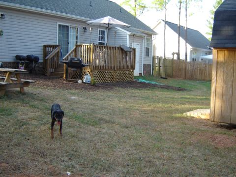 1986 Ford Bronco - A dog stands in a grassy backyard, with a wooden deck and shed visible.