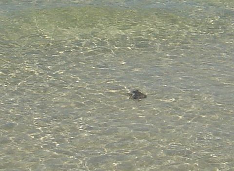 1986 Ford Bronco - A dark object is partially submerged in the clear, shallow water, with sunlight reflecting off the surface.