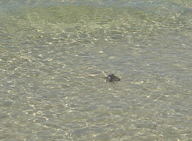 dark object in clear shallow water