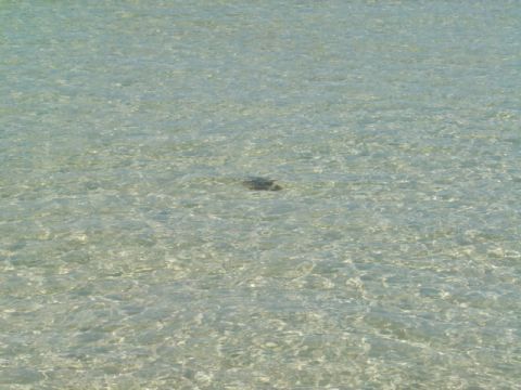 1986 Ford Bronco - A dark object rests beneath the surface of clear, shallow water, with the 'SUPERMOTORS' logo visible in the corner.