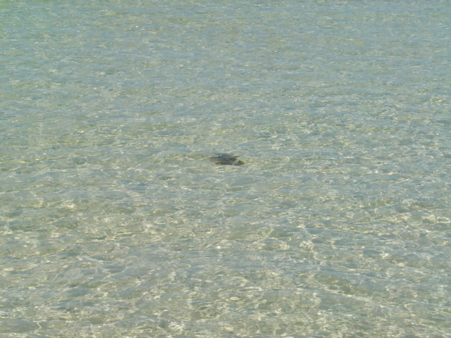 Dark object submerged in clear, shallow water with ripples. Text 'SUPERMOTORS' visible at bottom right