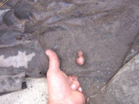1987 Suzuki Samurai - A finger is shown for scale next to a part of a transmission housing.