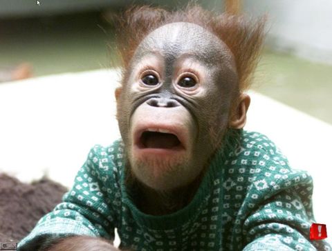 1983 Chevrolet Silverado 1500 - A young orangutan with wide eyes and an open mouth wears a patterned sweater.