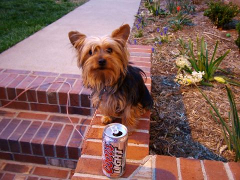 2003 Ford Mustang - A small dog with a leash sits on a brick ledge next to a can of Coors Light.