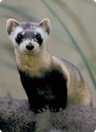 1990 Ford Bronco - Small vertical photo of a black-footed ferret perched on a rock, facing the camera with its dark facial mask, cream body and black legs aga…