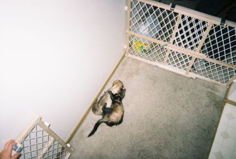 1990 Ford Bronco - Two ferrets are playing together inside a pet playpen.
