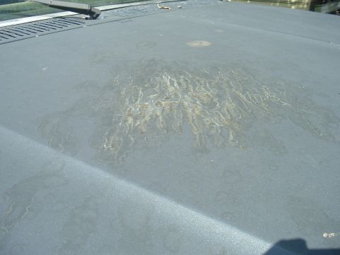 1982 Ford Bronco - The hood of a vehicle shows significant water staining and discoloration. A windshield wiper is visible at the top.