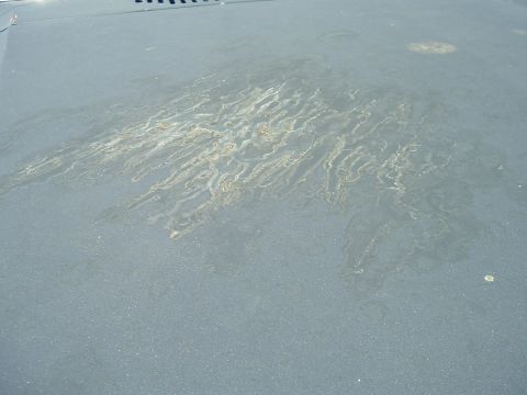 1982 Ford Bronco - Rust stains are visible on the hood of a gray vehicle.