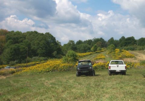 1979 Ford F-150 - Two pickup trucks are parked in a field of yellow flowers under a cloudy sky.
