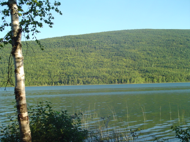 Lake framed by a birch trunk with a forested ridge across the water under blue sky