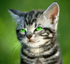 1989 Ford Bronco - A young tabby kitten with striking green eyes is captured in a close-up outdoor shot.