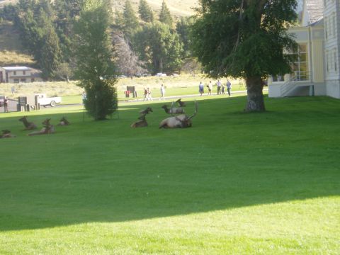 2000 Ford E350 - A herd of elk are relaxing on the grass near a large building, with people strolling in the distance.