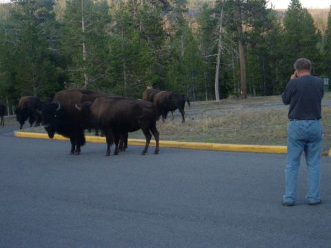 2000 Ford E350 - A man photographs a herd of bison on a road in a wooded area.