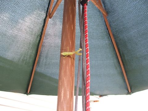 1966 Ford Ranchero - A praying mantis clings to the pole of a patio umbrella, with cords hanging beside it.