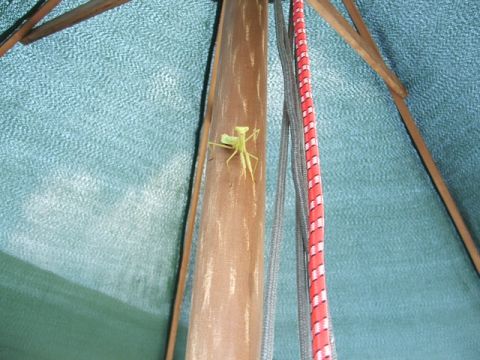 1966 Ford Ranchero - A praying mantis is perched on a wooden pole, with a blue fabric canopy and ropes visible.