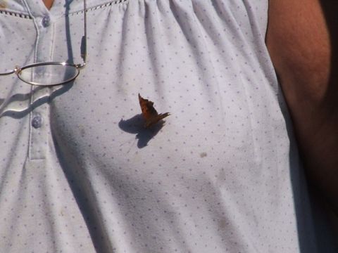1966 Ford Ranchero - A butterfly rests on a person's shirt, with glasses nearby.
