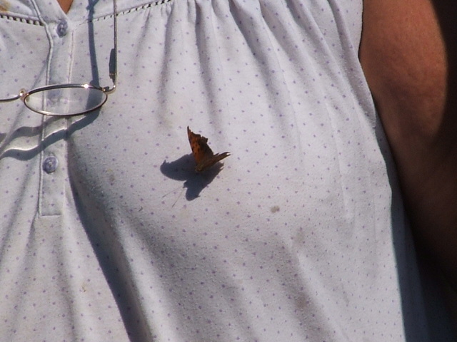 Butterfly on a white polka-dot shirt with glasses hanging