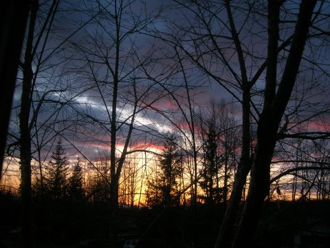 2003 Jeep TJ - Bare tree branches frame a vibrant sunset sky with hues of orange, pink, and purple.