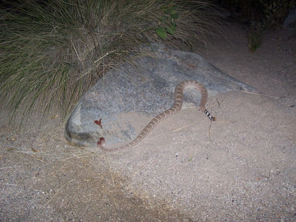 My flashlight was dying when we heard him, that wasn't cool.  Had to go back to the truck and get the other light.