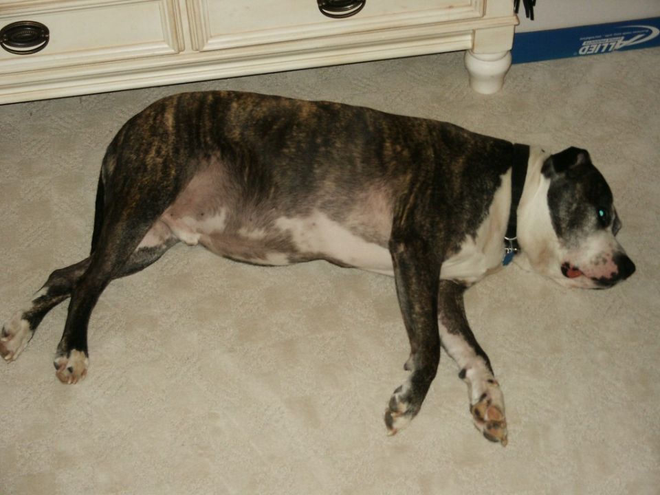 Brindle and white dog lying on carpet next to a dresser