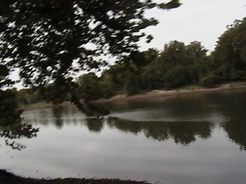 1986 Ford Bronco - Water reflects trees and cloudy sky near a shore.