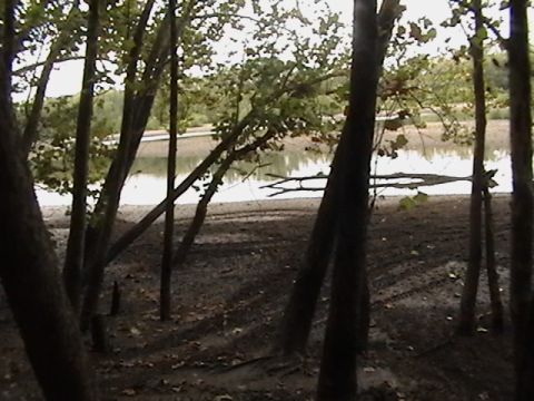1986 Ford Bronco - Tire tracks mark the muddy ground near the water's edge, viewed through a screen of trees.
