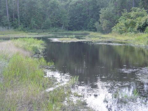 1989 Ford Bronco - A murky pond sits surrounded by tall grass and dense trees under an overcast sky.