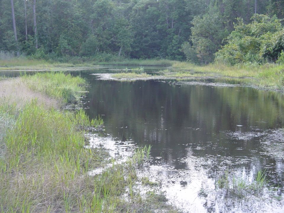 swampy pond with tall grass and trees in background, water reflects the sky