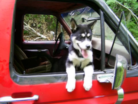 1985 Ford Bronco - Puppy enjoys the ride from the driver's seat of a red truck.