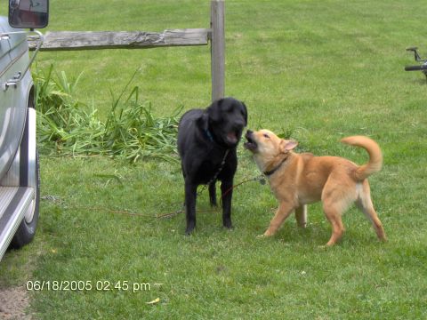 1987 Ford Bronco - our dog is the golden one and the black one is my mom and stepdad's