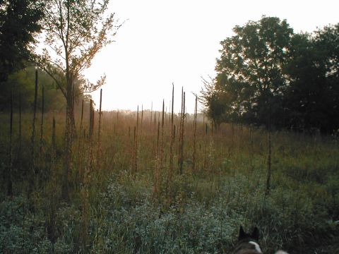 1979 Ford Bronco - A misty field with tall plants and trees is bathed in the soft light of dawn.