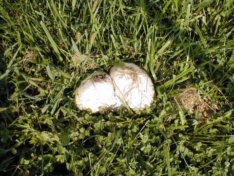 1979 Ford Bronco - Two white puffball mushrooms are visible in the grass, with a SuperMotors.net watermark in the lower right corner.