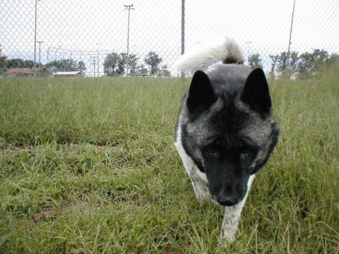 1979 Ford Bronco - Dog walks through a grassy field with a chain-link fence in the background.