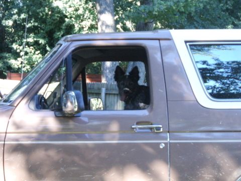 1993 Ford Bronco - A dog sits in the driver's seat of a brown 1993 Ford Bronco.
