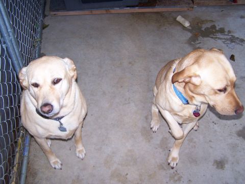 1996 Ford Bronco - Two yellow labrador retrievers are looking up from a concrete floor, one to the left and one to the right.