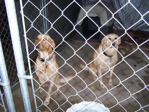 1996 Ford Bronco - Two yellow lab dogs are seen sitting inside a fenced enclosure with a dog house in the background.