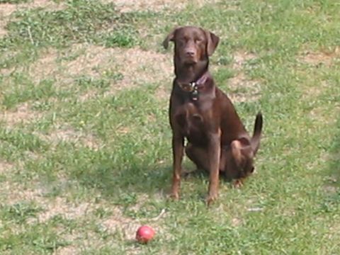 1992 Ford Bronco - A brown dog sits patiently on a grassy lawn next to a small red ball.