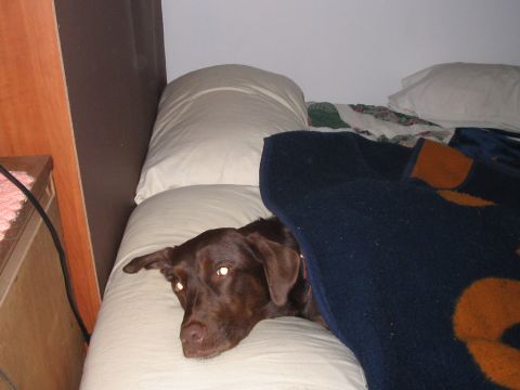 1992 Ford Bronco - A dog rests comfortably on a bed, partially covered by a blanket.