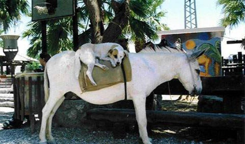 1986 Ford Bronco - Donkey Dog