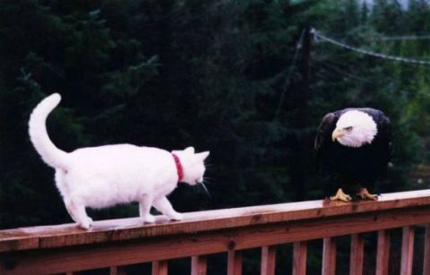 1986 Ford Bronco - Eagle Cat