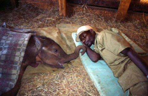 1986 Ford Bronco - Elephant Cuddle