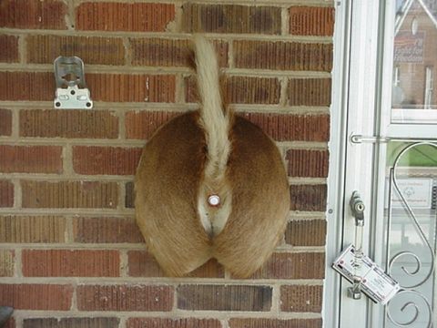 1986 Ford Bronco - My Doorbell