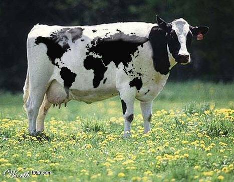 1986 Ford Bronco - Map of Cows