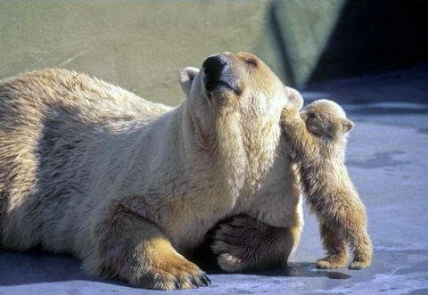 1986 Ford Bronco - Polar Bear Cub