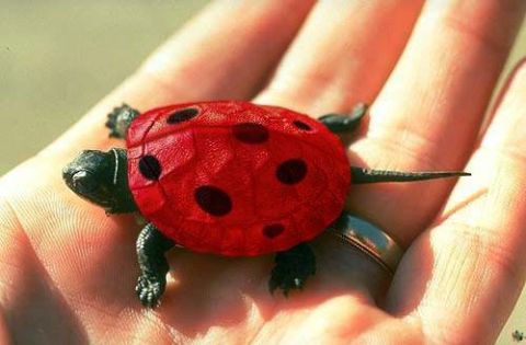 1986 Ford Bronco - Turtle Bug