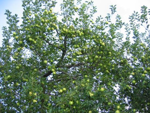 1985 Ford Crown Victoria LTD - A dense apple tree is covered in numerous green apples and leaves, with a bright sky visible through the branches.