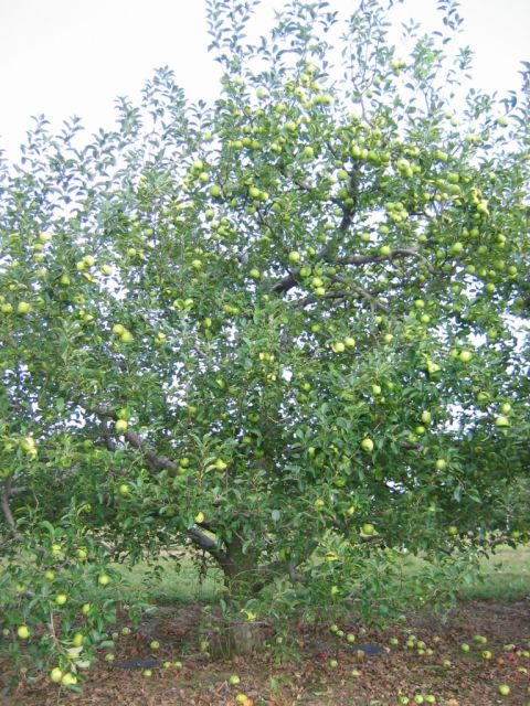 1985 Ford Crown Victoria LTD - An apple tree is shown with many green apples on its branches and some fallen to the ground below.