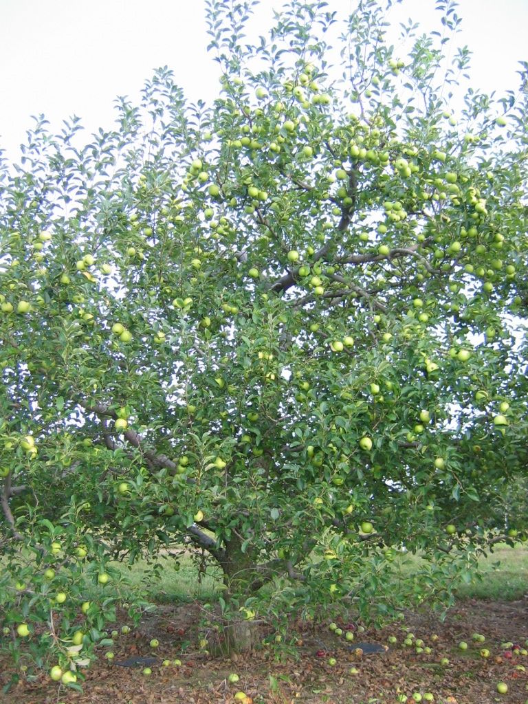 Apple tree laden with green apples, some fallen on the ground