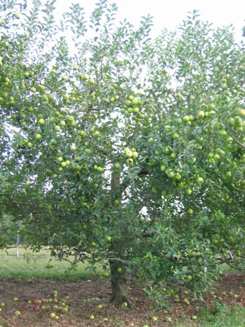 1985 Ford Crown Victoria LTD - An apple tree is full of green fruit, with several apples scattered on the ground below.